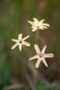 Bell Flower, Ixia paniculata, close-up flowers Royalty Free Stock Photo